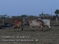 /album/a8%20vacas%20adquiridas%20da%20fazenda%20gavi%c3%a3o/fazenda-dallas-8-vacas-10-jpg/